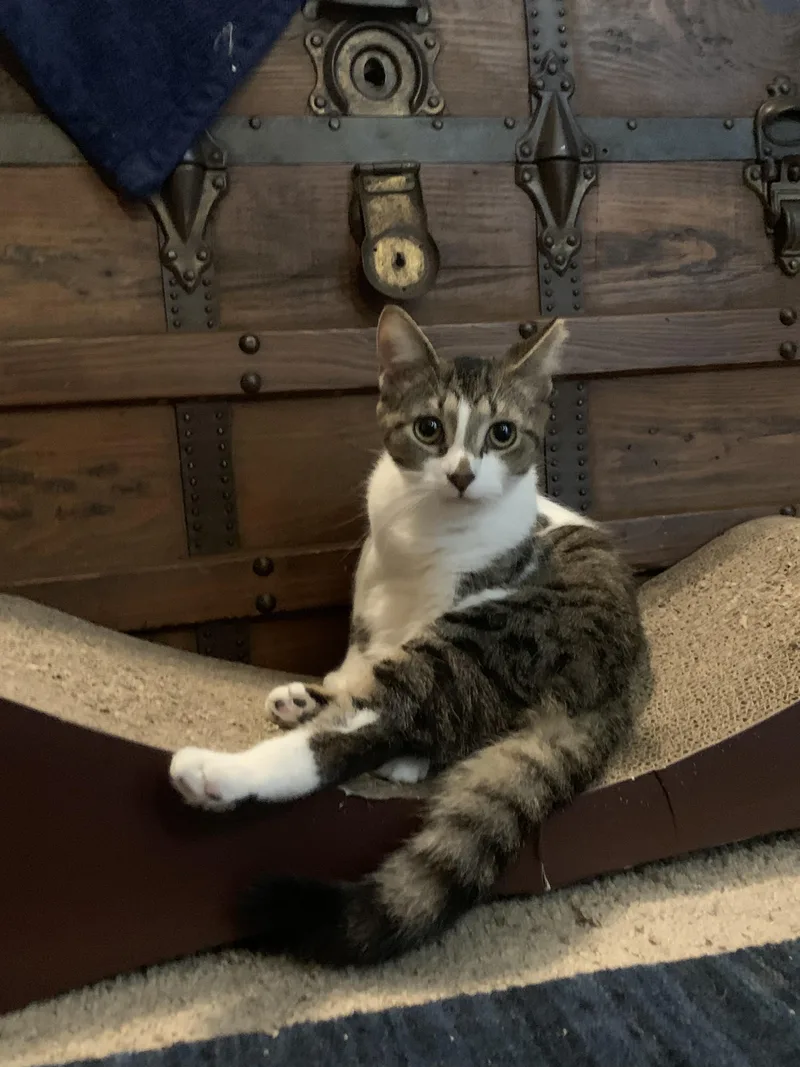 Kitt Kitt thumbnail 4