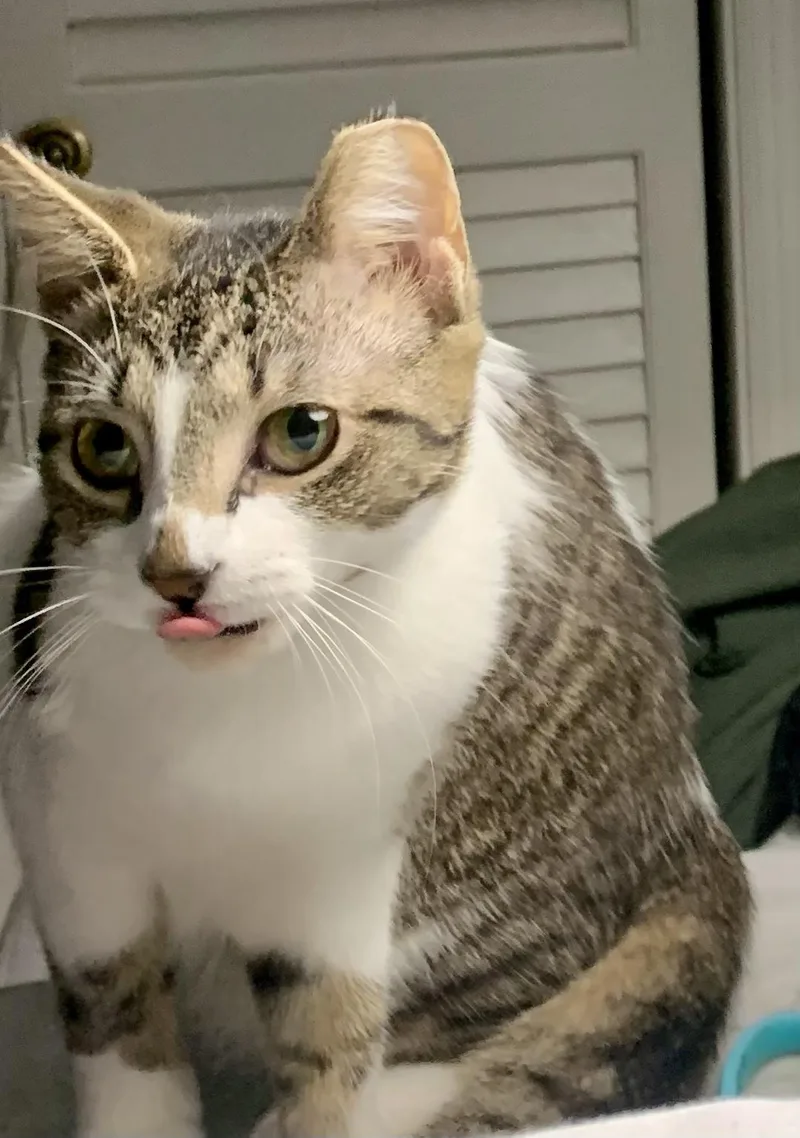 Kitt Kitt thumbnail 5