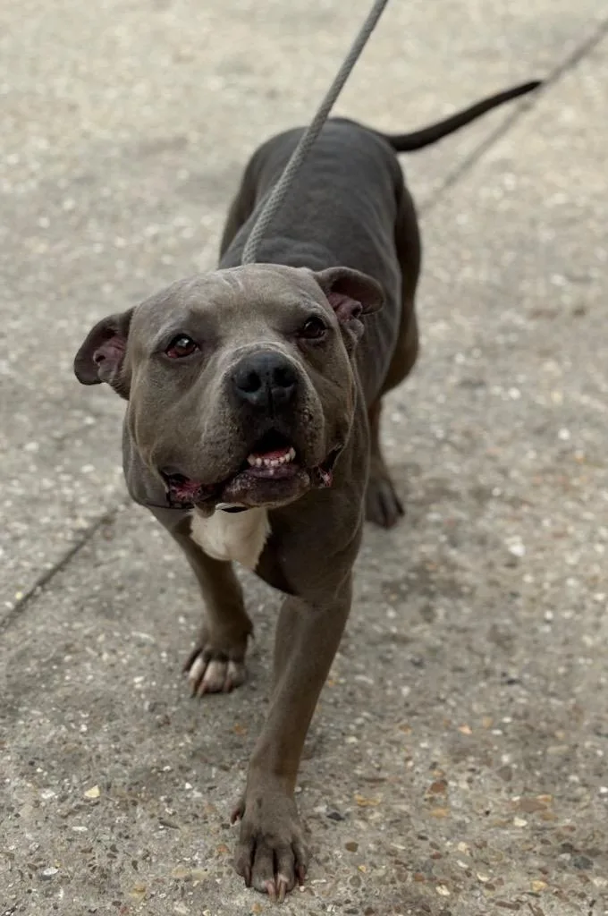 A senior medium-sized male Pit Bull Terrier dog named Blue for adoption in Sorrento, LA