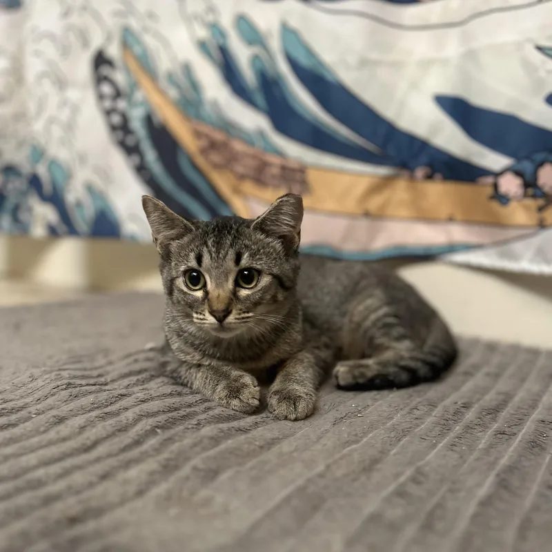 A baby medium-sized female Tabby (Brown / Chocolate) Domestic Short Hair cat named Tina for adoption in Roanoke, VA