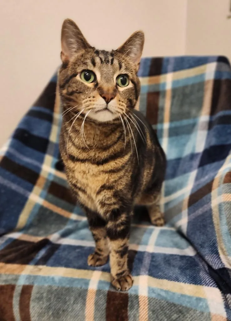 Simon