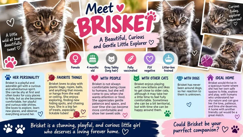 A young medium-sized female Domestic Medium Hair cat named Brisket for adoption in Phoenix, AZ