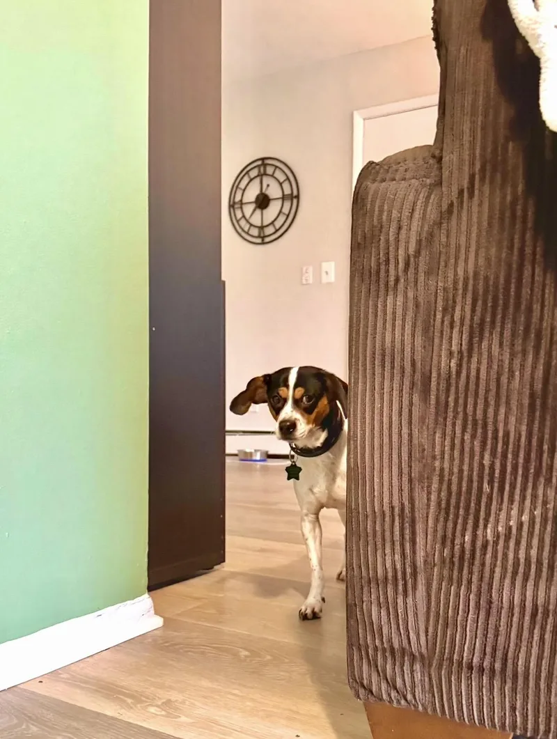 A young small-sized female Rat Terrier dog named Matilda for adoption in South Lyon, MI