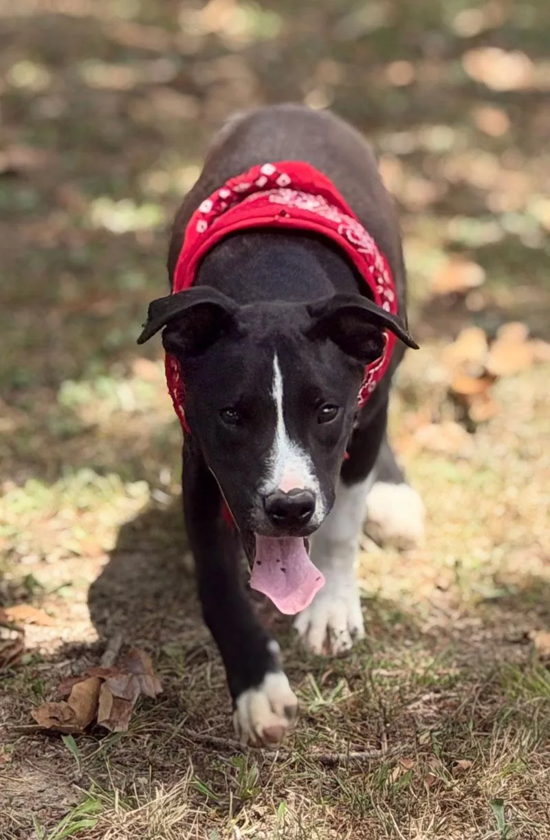 A young medium-sized male Bicolor Pit Bull Terrier dog named Buster for adoption in Horseshoe Bend, AR