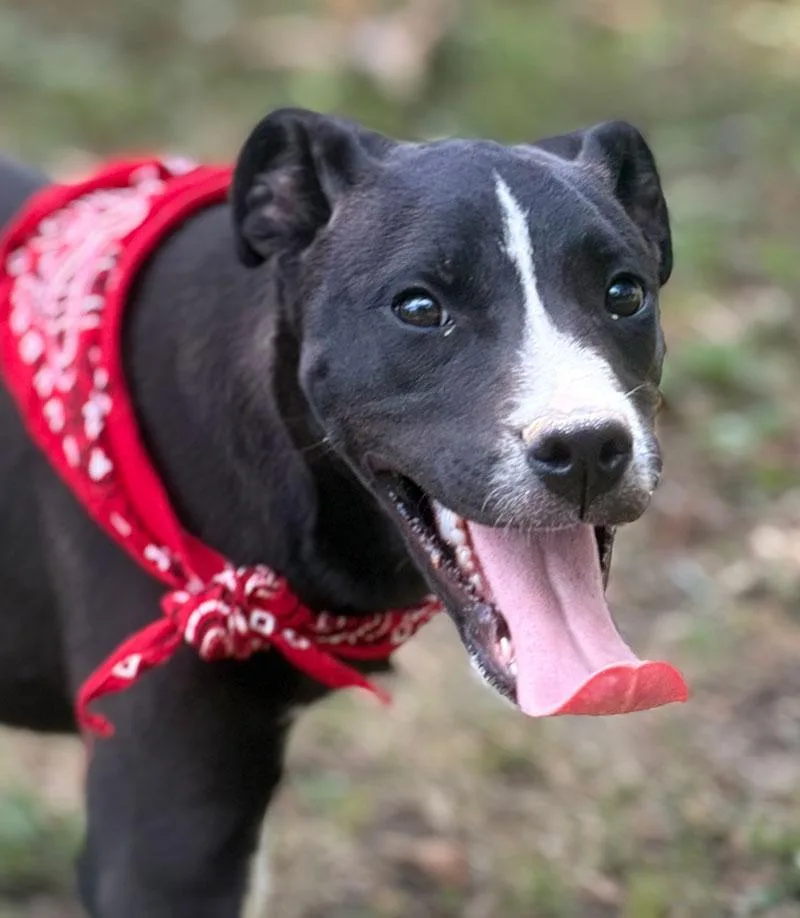 Buster thumbnail 3
