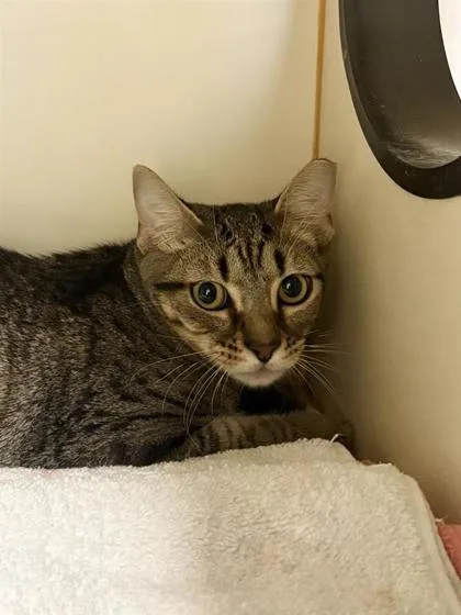 A baby medium-sized male Domestic Short Hair cat named Pouncestep Working Cat for adoption in Fairfax, VA