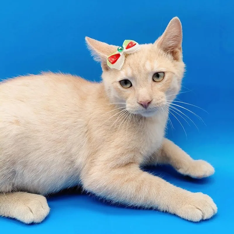 A baby medium-sized male Domestic Short Hair cat named Gala for adoption in Springfield, MO