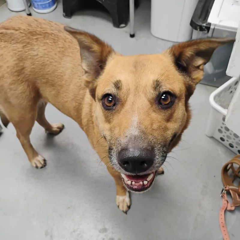 An adult large-sized female Mixed Breed dog named Mildred for adoption in Duncan, OK
