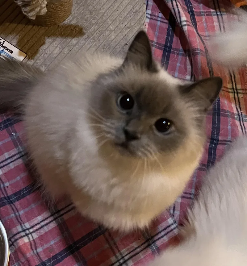 A young medium-sized female Lilac Point Himalayan cat named Suzie for adoption in Allentown, NJ