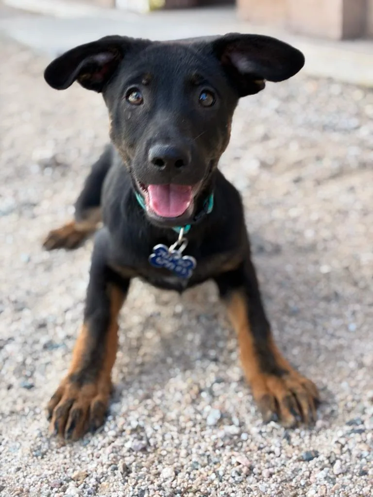 A baby medium-sized male Shepherd dog named Mojo for adoption in Twentynine Palms, CA