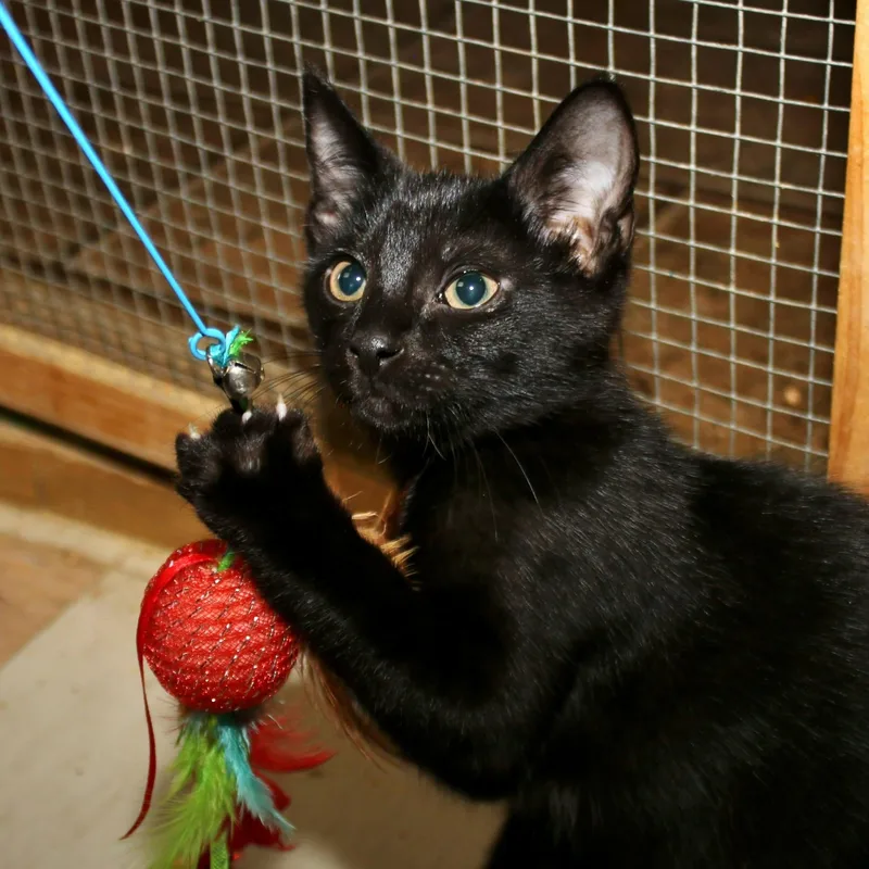 A baby medium-sized female Black Domestic Short Hair cat named Amma for adoption in Shippenville, PA