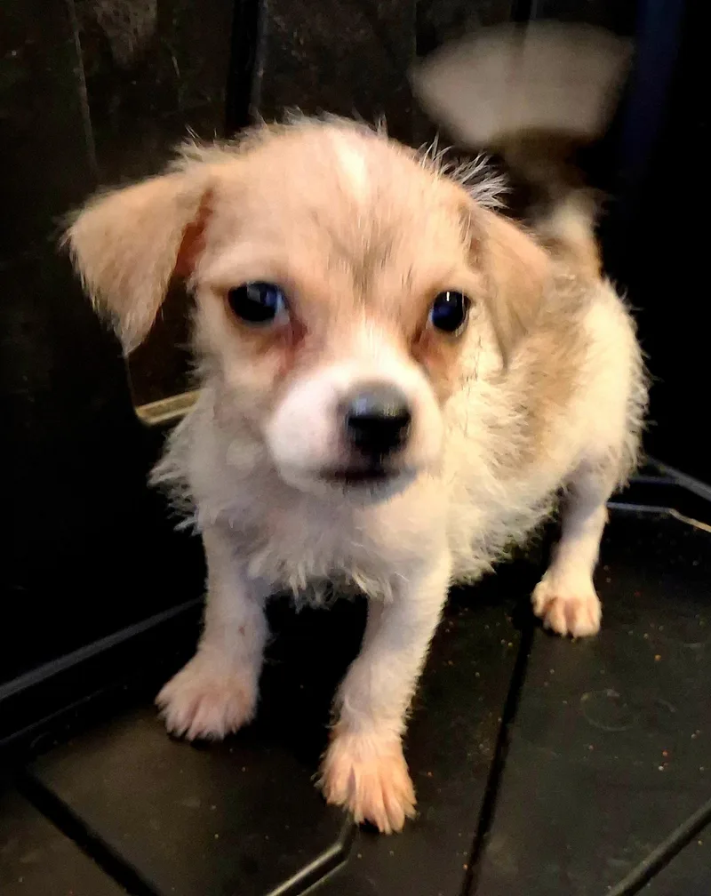 A baby small-sized female Shih Tzu dog named Miley for adoption in Saint David, AZ