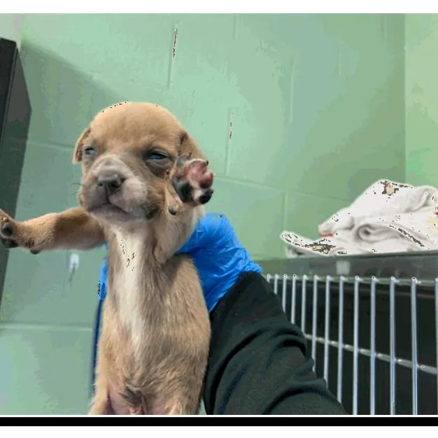 Tiramisu thumbnail 2