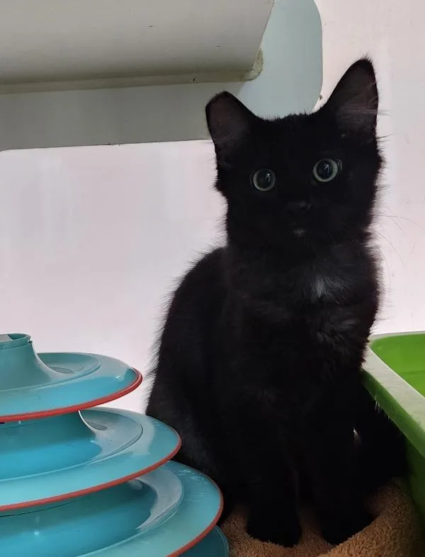 A baby small-sized female Domestic Short Hair cat named Working Cat Paws for adoption in San Diego, CA