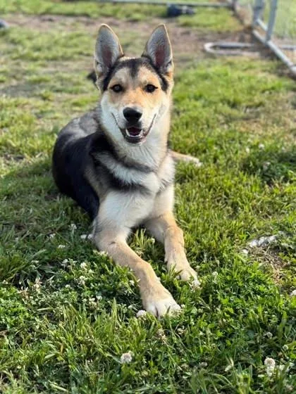 A young large-sized male German Shepherd Dog dog named Croissant for adoption in Hobart, IN