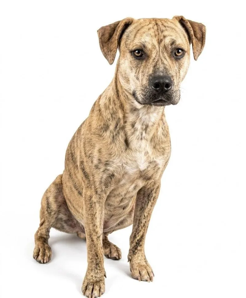 A young medium-sized male Brindle Mixed Breed dog named Buddy for adoption in Ossining, NY