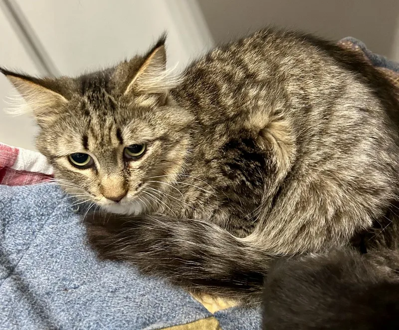 An adult medium-sized female Tabby (Brown / Chocolate) Tabby cat named Barb for adoption in Waxhaw, NC