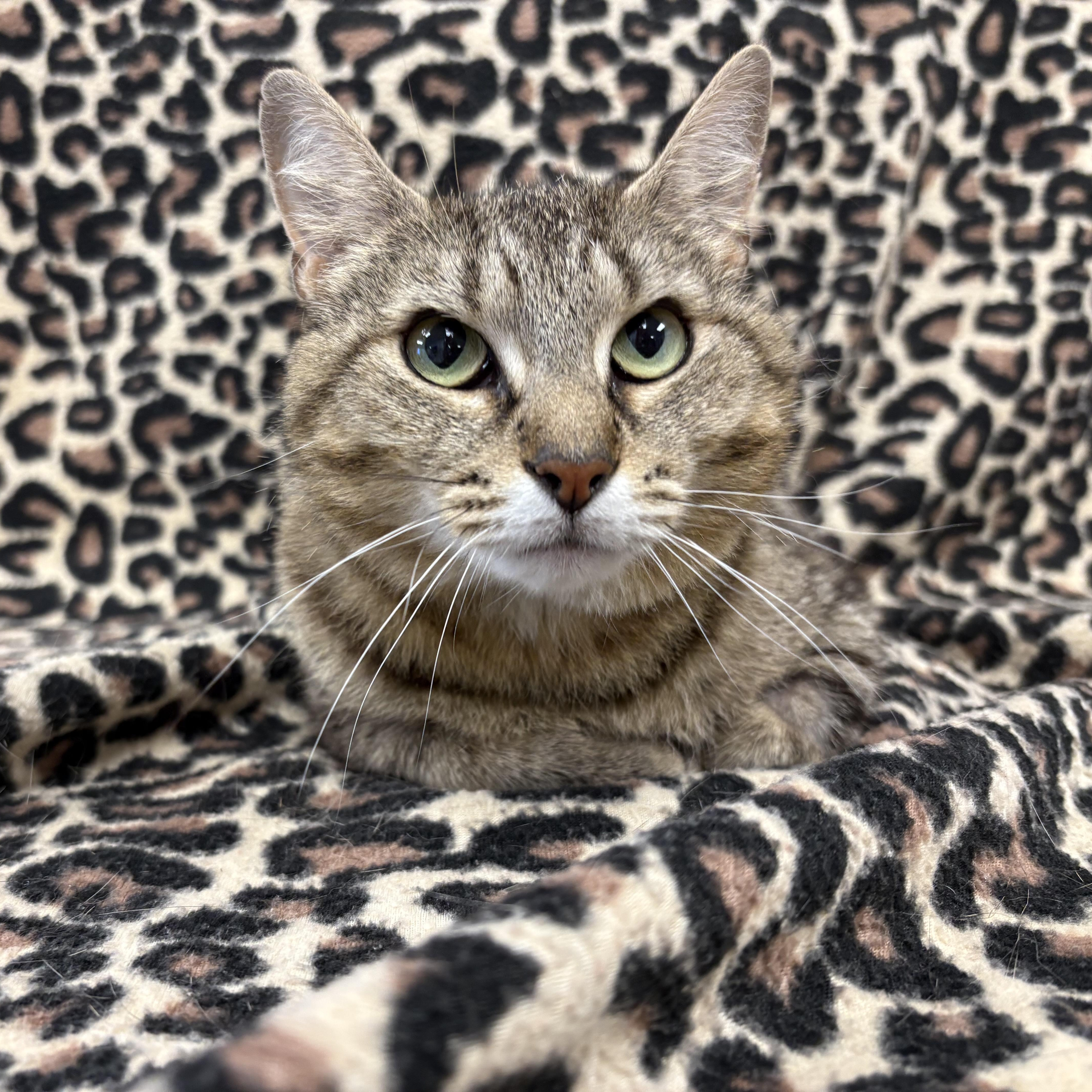 A baby medium-sized female Tabby (Buff / Tan / Fawn) Domestic Short Hair cat named Neela for adoption in Bear, DE