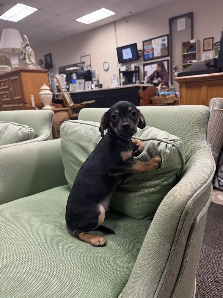 Gregory Bridgerton thumbnail 3