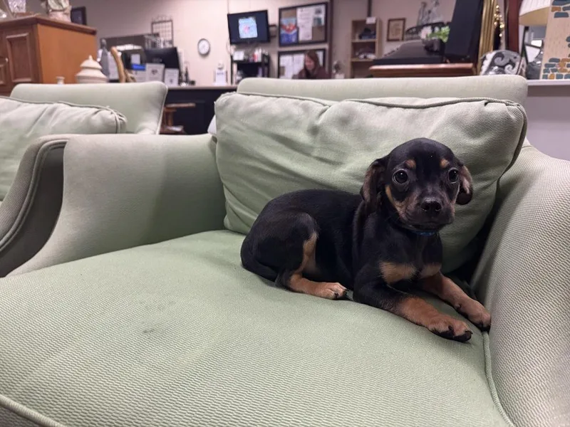 Gregory Bridgerton thumbnail 4