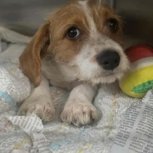 A baby small-sized male Yellow / Tan / Blond / Fawn Wire Fox Terrier dog named Jaxon for adoption in Sanford, NC