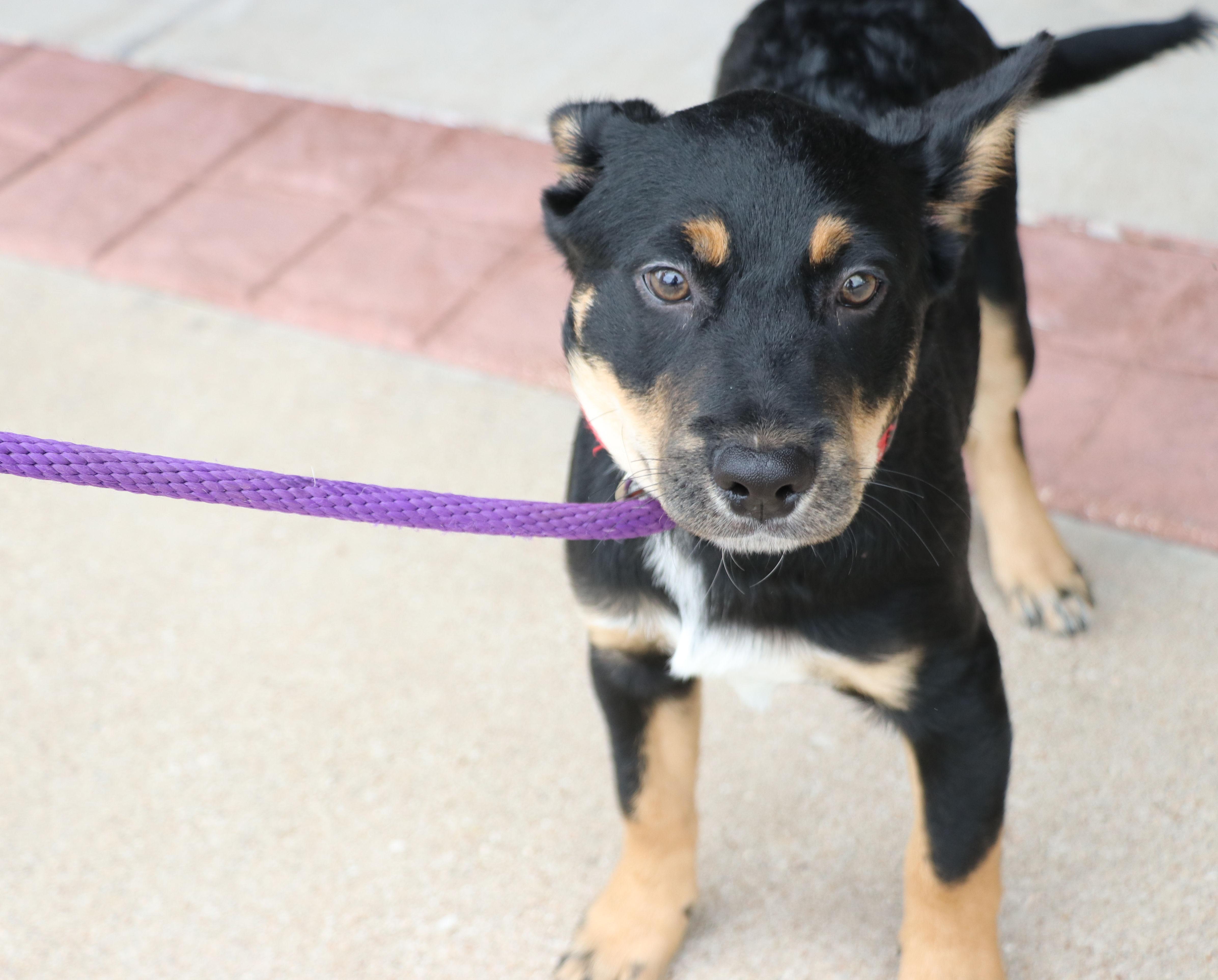A baby medium-sized male Black Mixed Breed dog named Clever for adoption in Pflugerville, TX