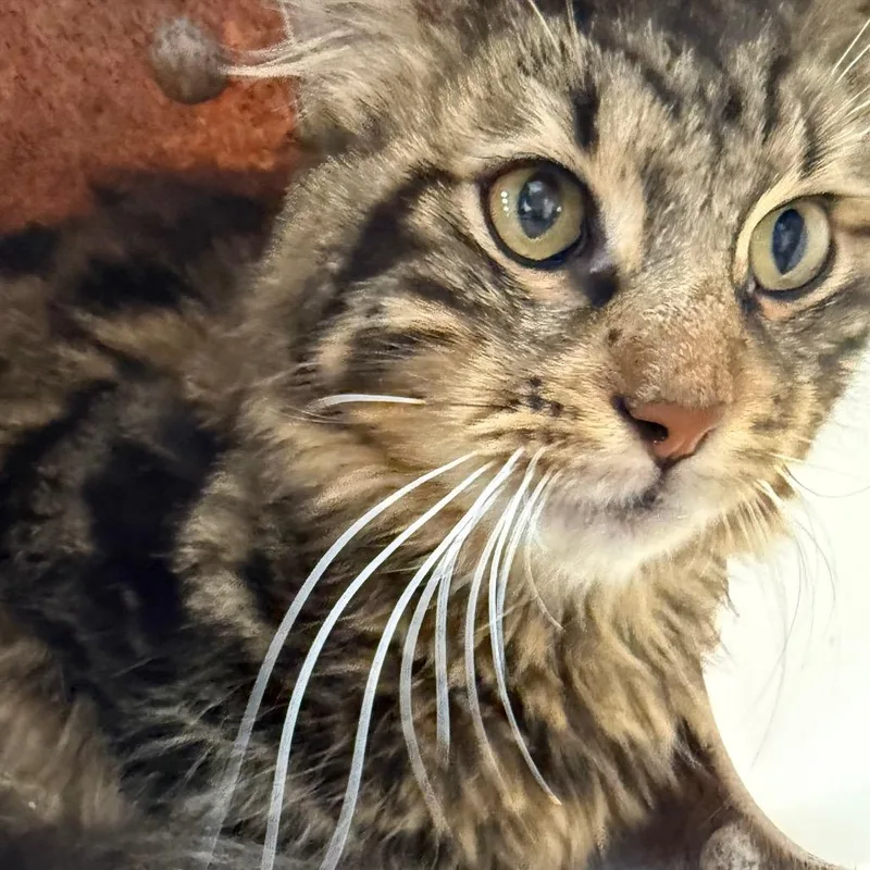 An adult medium-sized male Domestic Long Hair cat named Mist for adoption in Newark, NJ