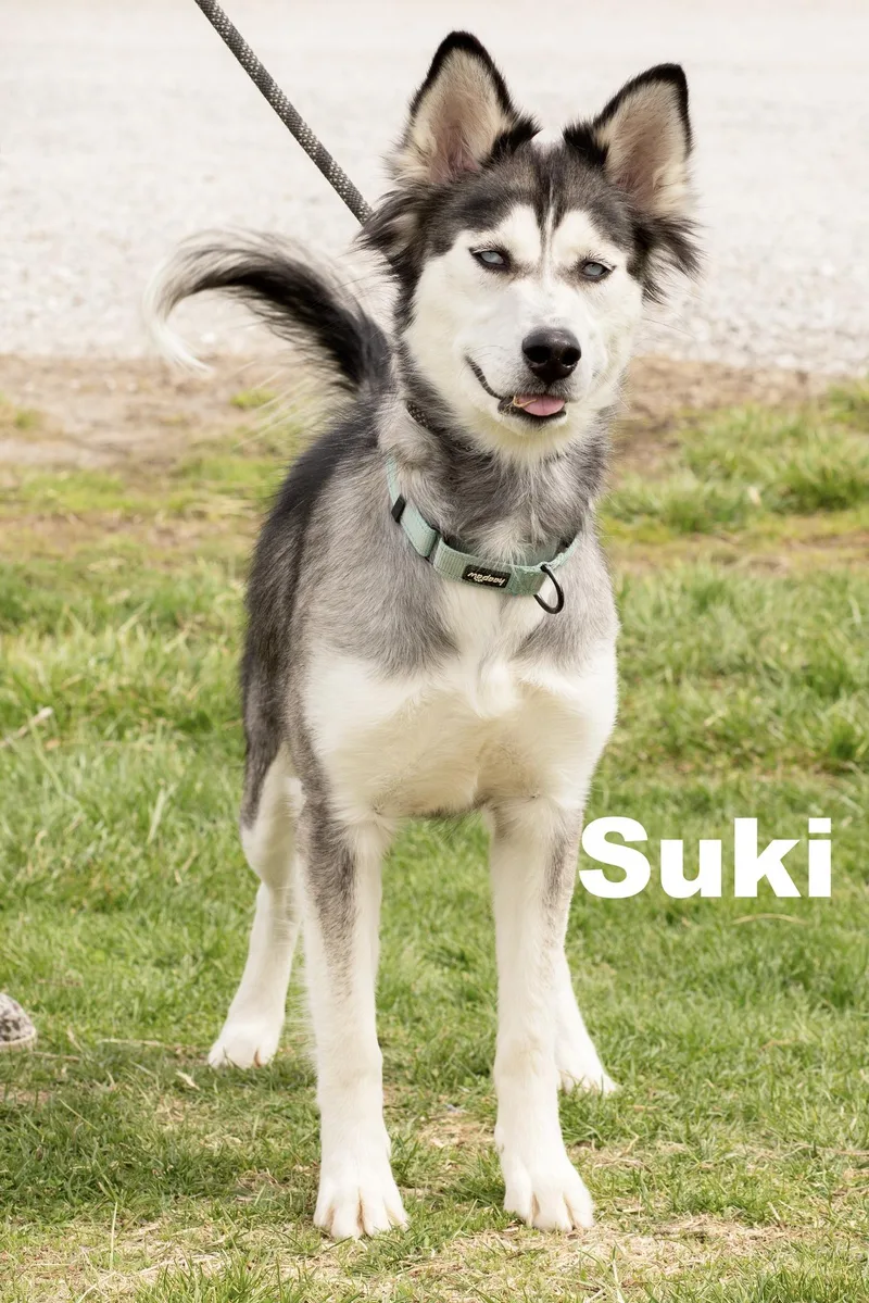 Suki