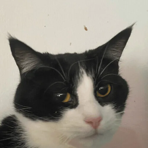An adult medium-sized female Domestic Short Hair cat named Sassafrass for adoption in Tipp City, OH