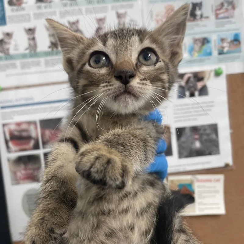A baby small-sized female Brown / Chocolate Domestic Short Hair cat named Fanning for adoption in Edinburg, TX