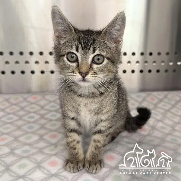 A baby small-sized female Domestic Short Hair cat named Sterling for adoption in Irvine, CA