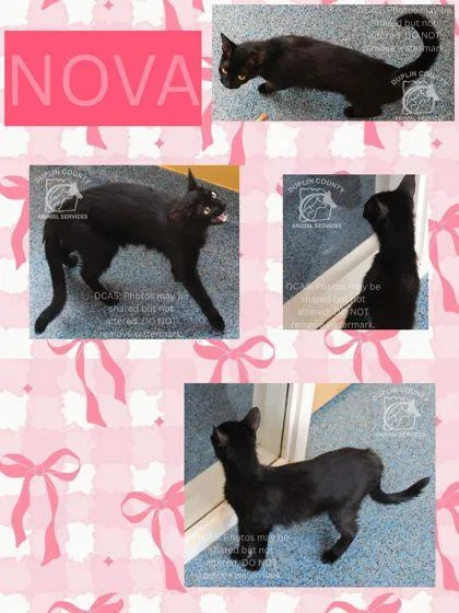 An adult medium-sized female Domestic Short Hair cat named Nova for adoption in Kenansville, NC