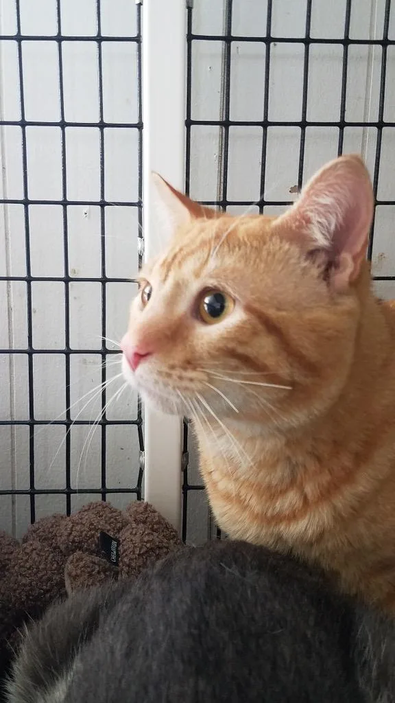 A young large-sized male Domestic Short Hair cat named Fuego for adoption in Ewing, NJ