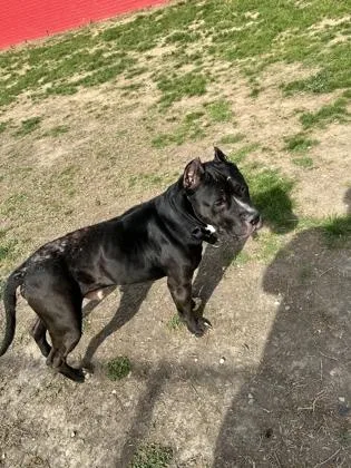 An adult large-sized male Mixed Breed dog named Lump for adoption in West Chester, PA