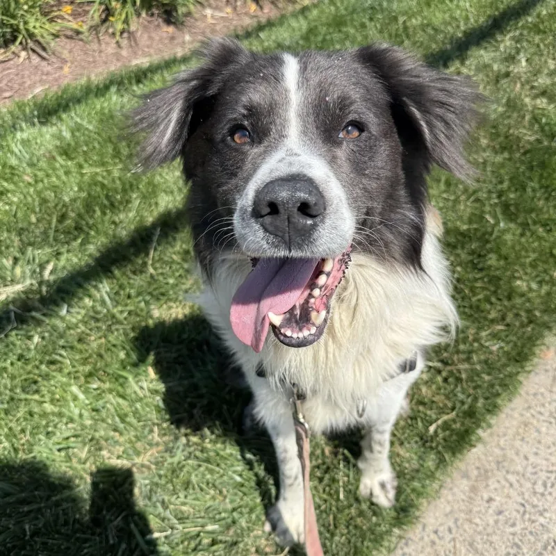 An adult medium-sized male White / Cream Border Collie dog named Loki for adoption in Falls Church, VA