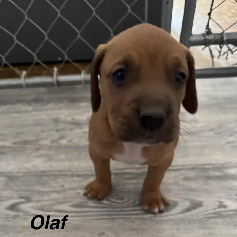 Olaf