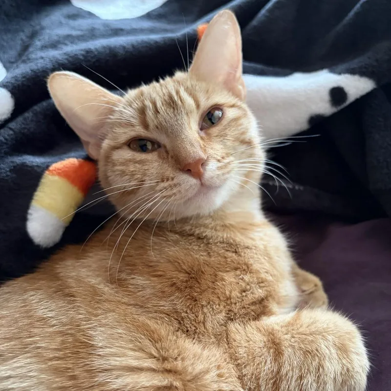 A young medium-sized female Orange / Red Domestic Short Hair cat named Chanel for adoption in San Antonio, TX