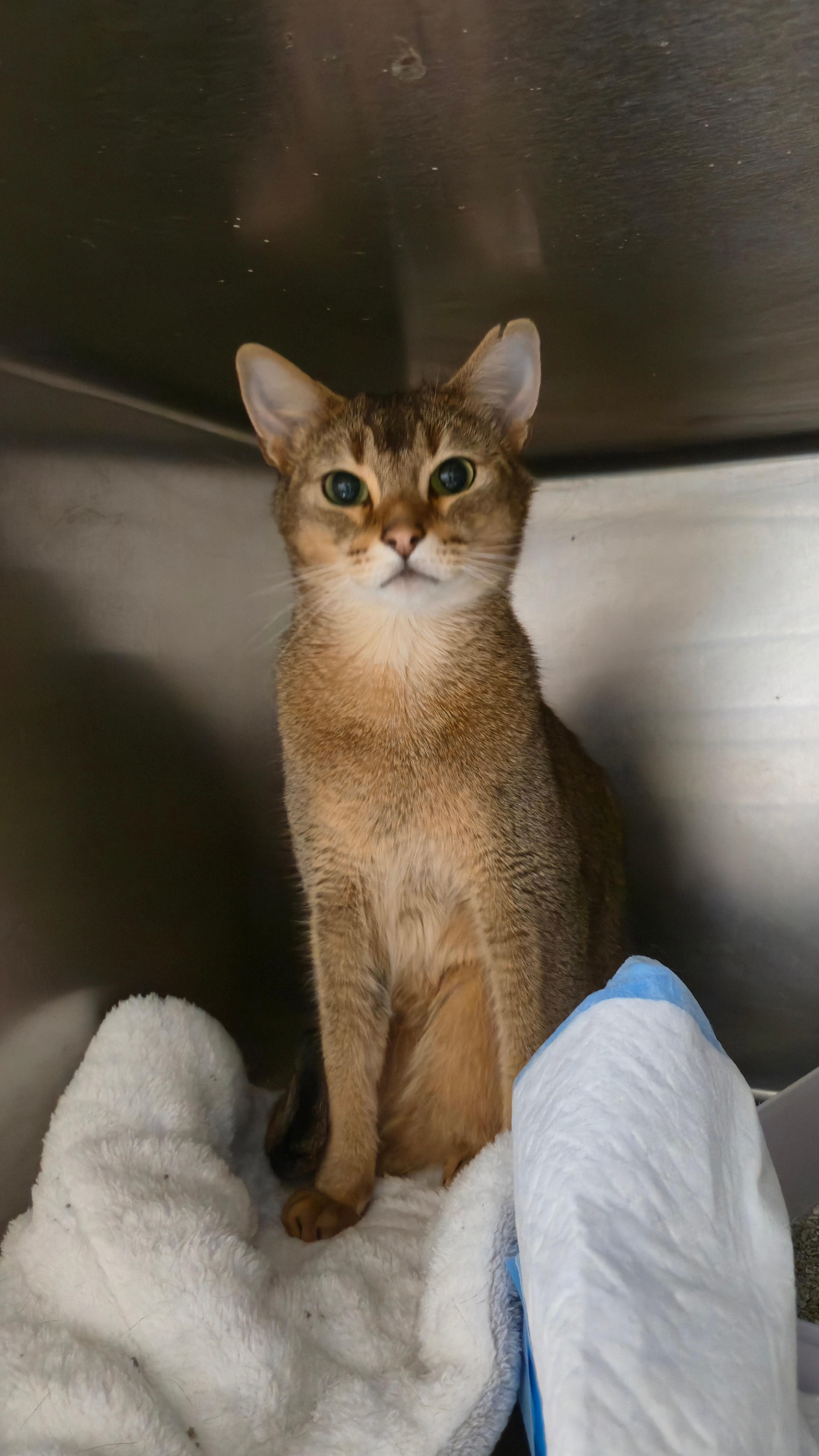 A young medium-sized male Abyssinian cat named Tiger for adoption in Melrose, MA