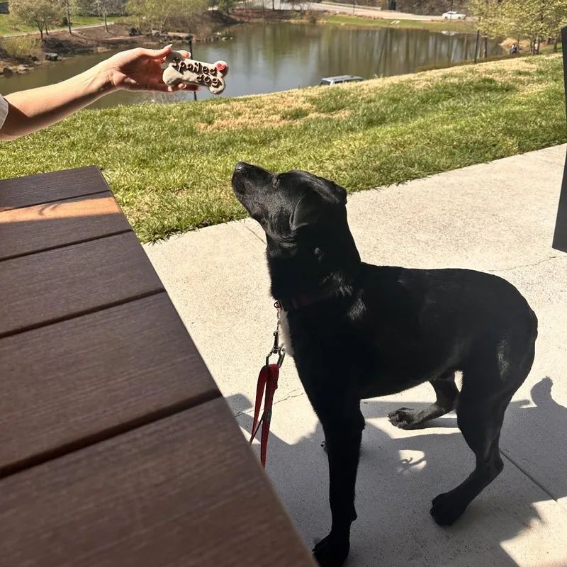 Grey Wind thumbnail 2