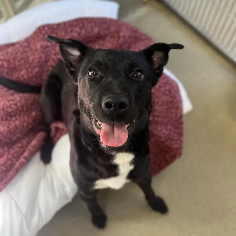 Grey Wind thumbnail 3