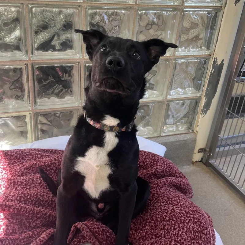 Grey Wind thumbnail 5