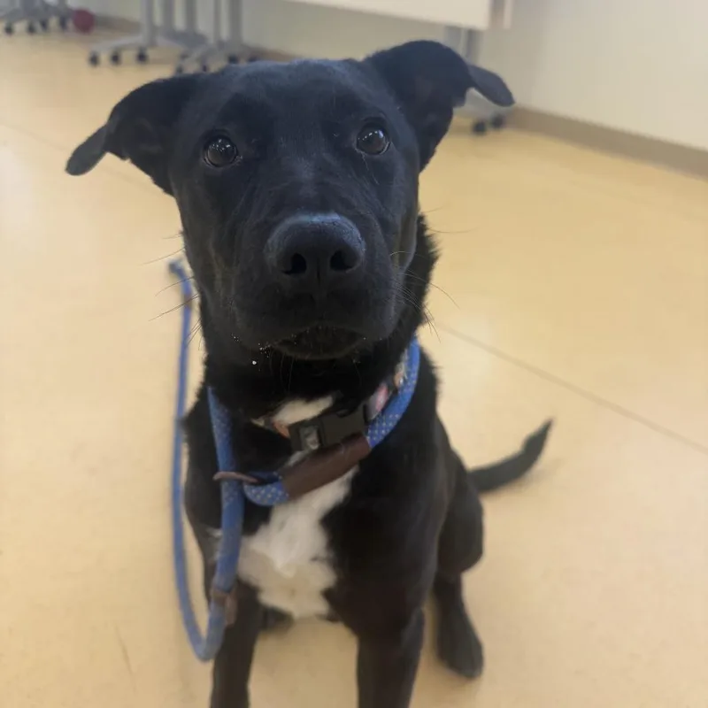 Grey Wind thumbnail 6