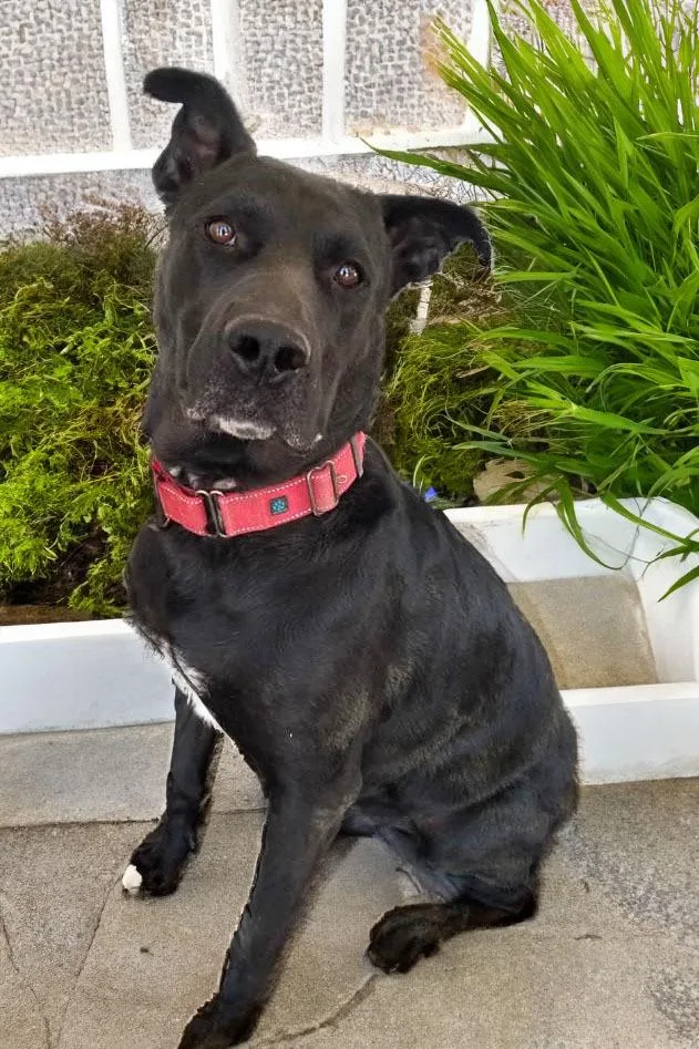 Scoobbear thumbnail 2