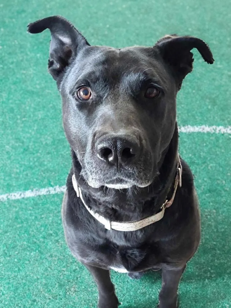 Scoobbear thumbnail 3