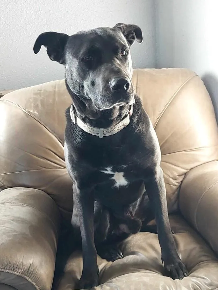 Scoobbear thumbnail 4