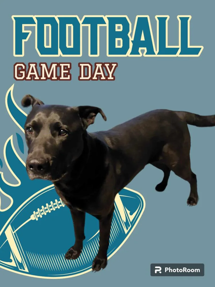 Scoobbear thumbnail 5