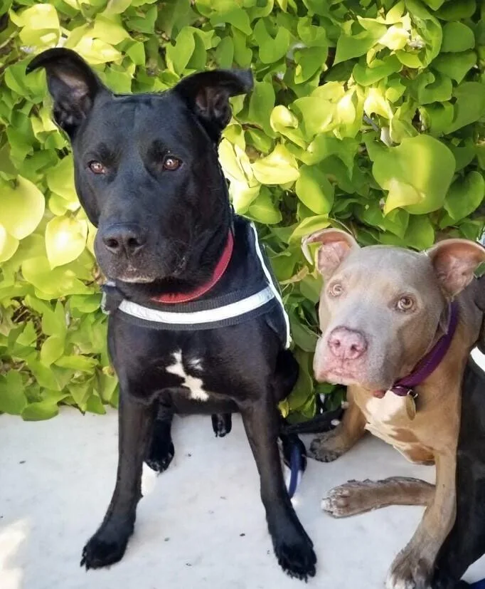 Scoobbear thumbnail 6