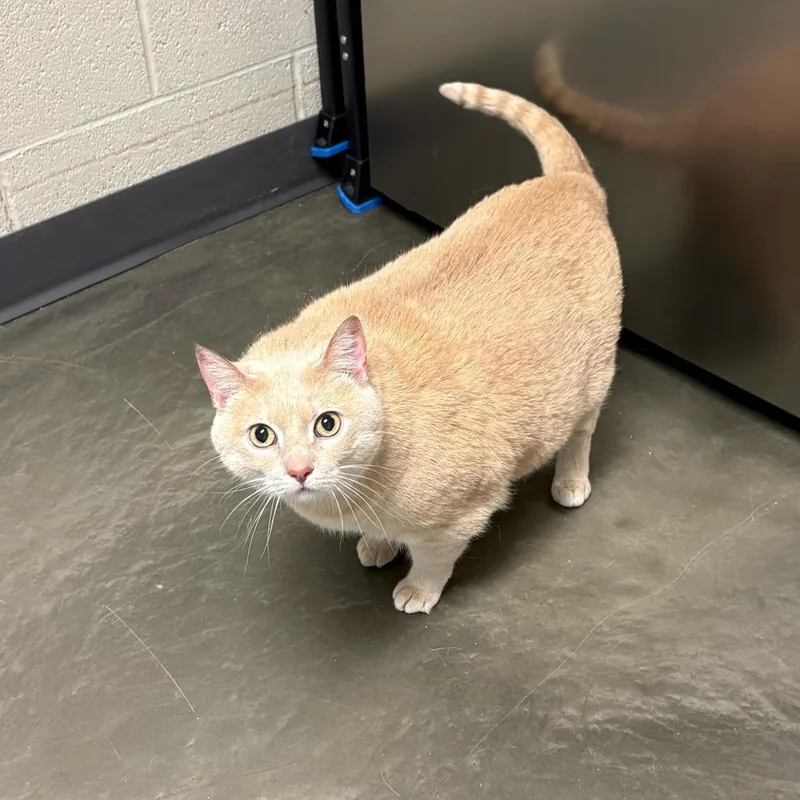 A senior extra large-sized female Buff / Tan / Fawn Domestic Short Hair cat named Virginia May for adoption in DeKalb, IL
