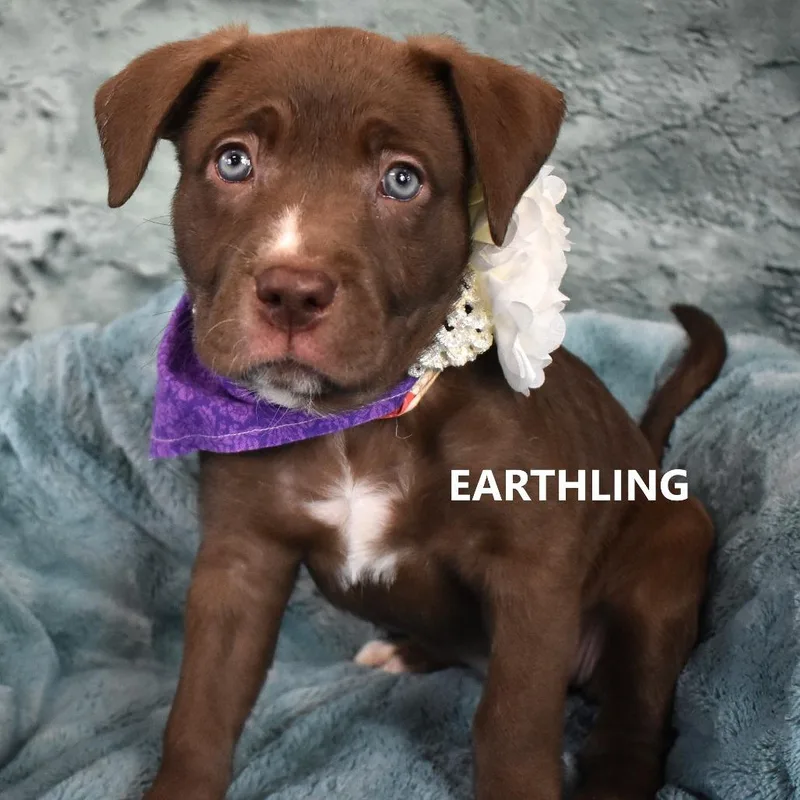 A baby medium-sized female Labrador Retriever dog named Earthling for adoption in Yuma, AZ