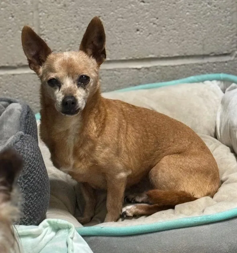 A senior small-sized female Chihuahua dog named Mrs. Peepers for adoption in Matthews, NC